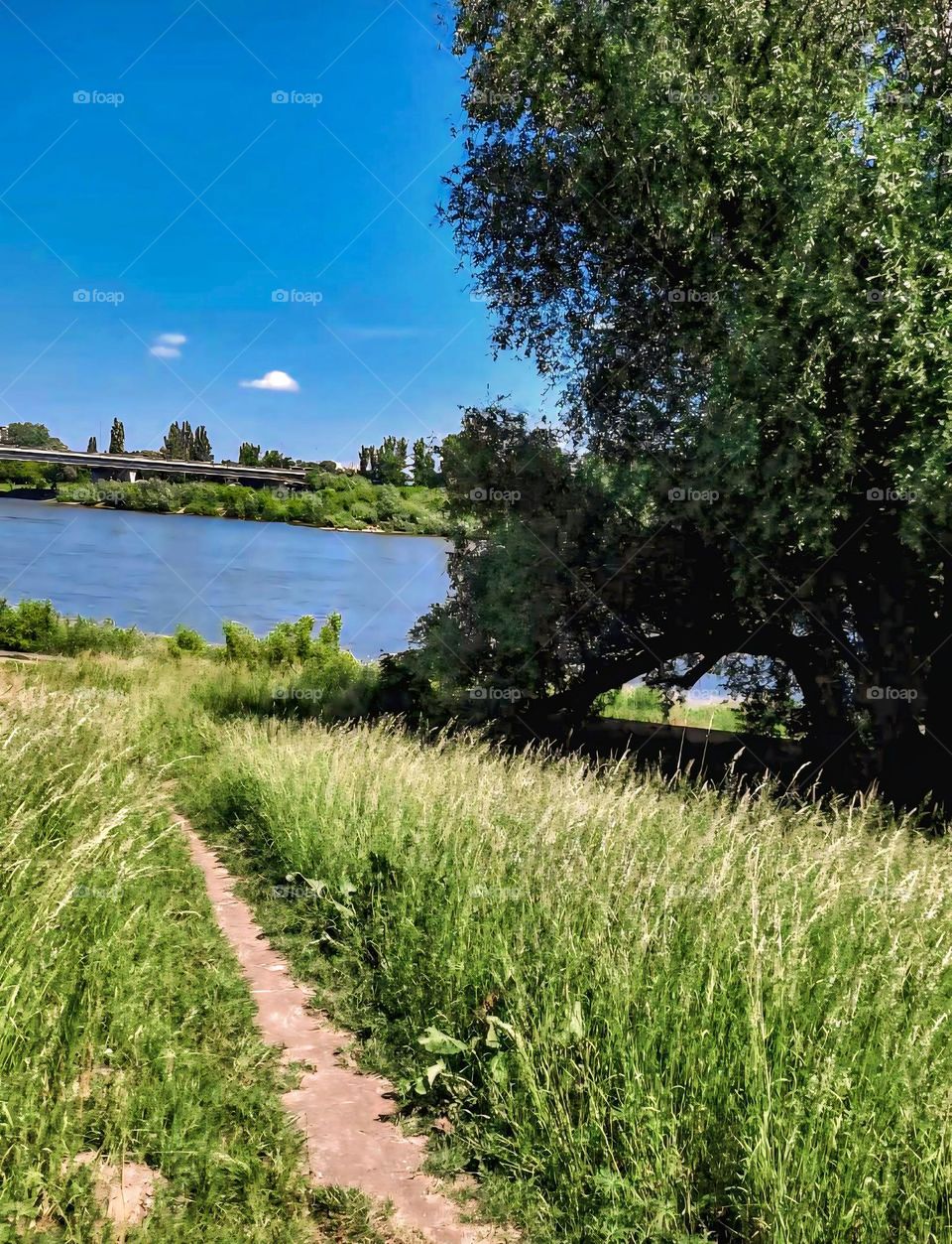 At the banks of a Dutch river in spring photo