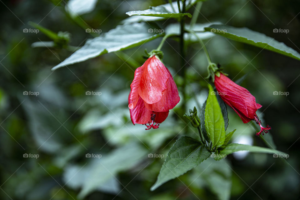 flowers in the morning