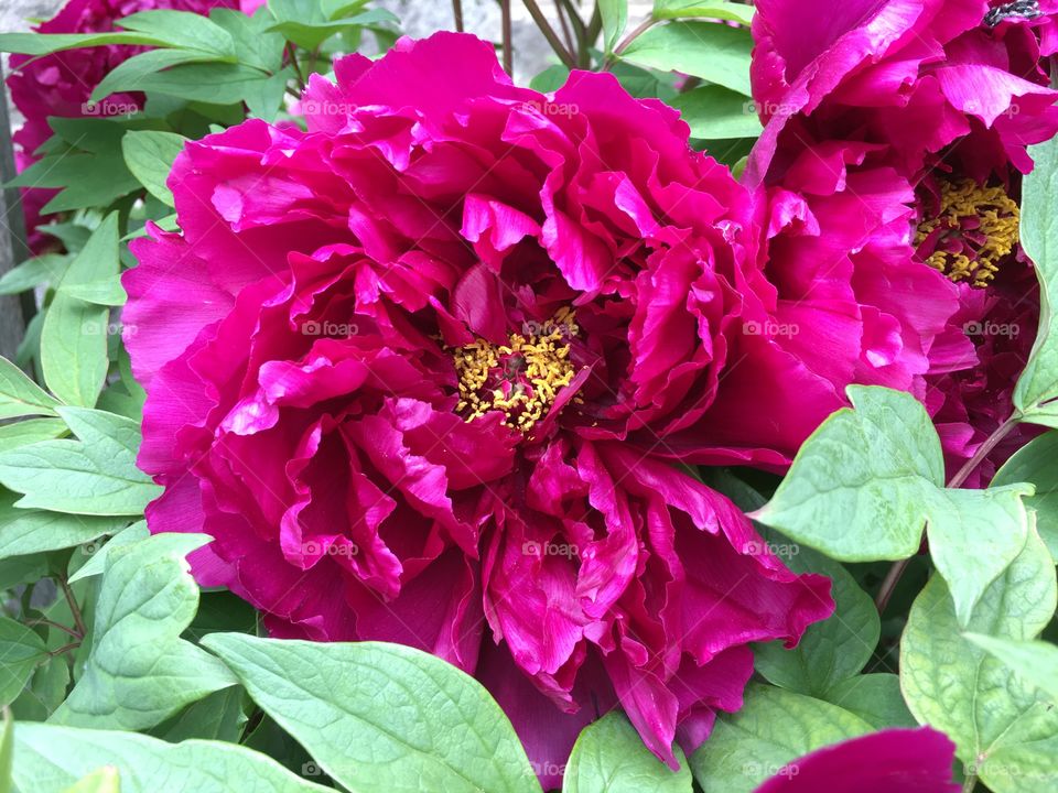 Dark peony
