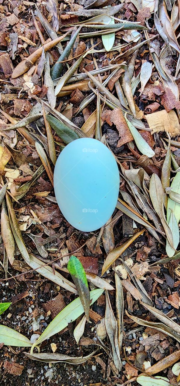 blue egg