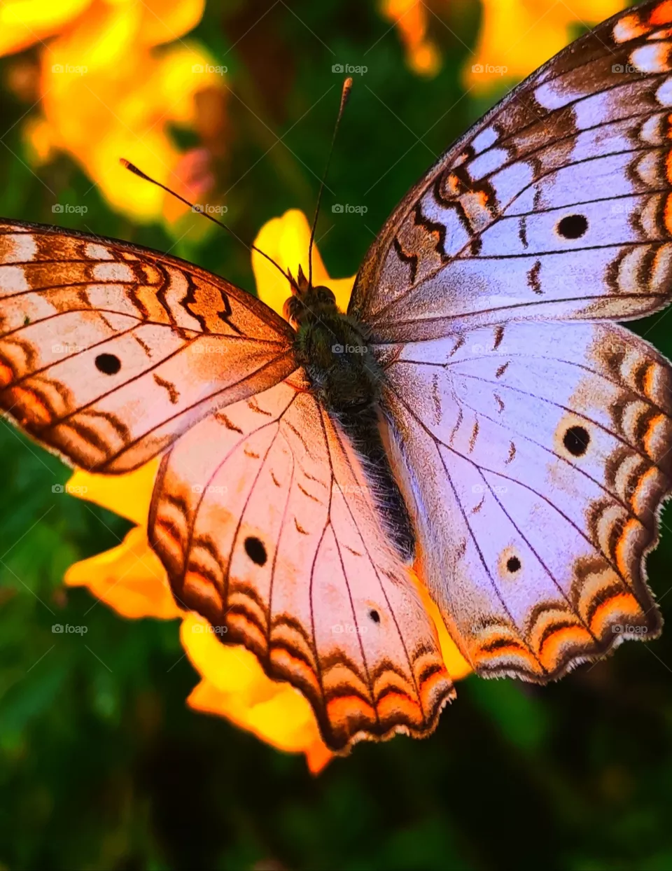 Butterfly Flower
