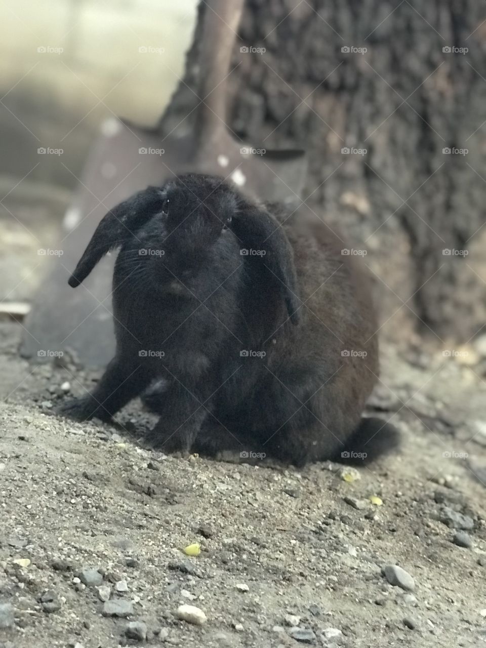 Beautiful black bunny 