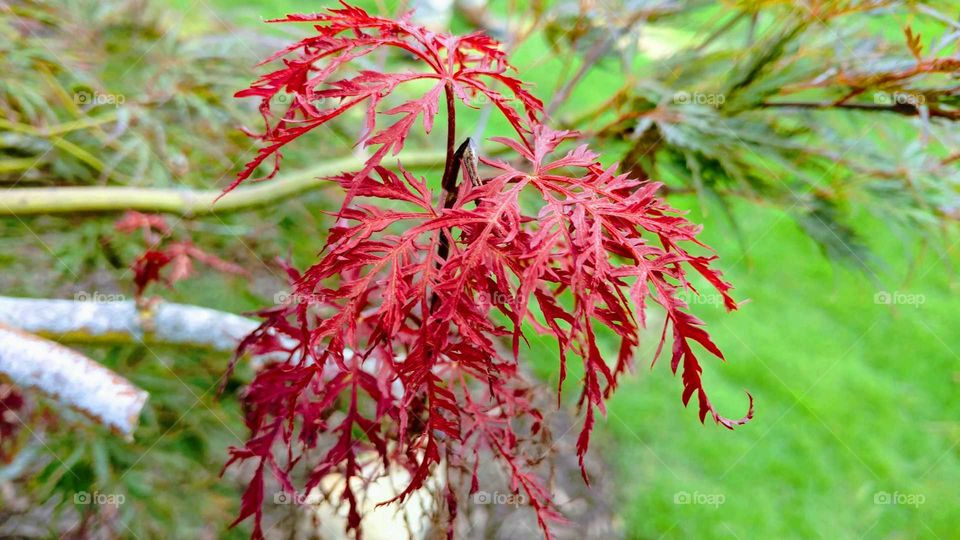 Japanese maple