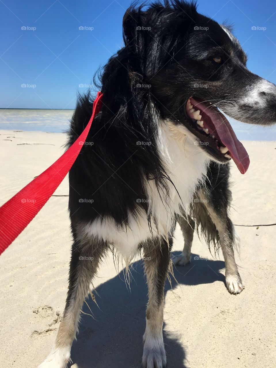 Sheepdog border collie on a leash on the beach