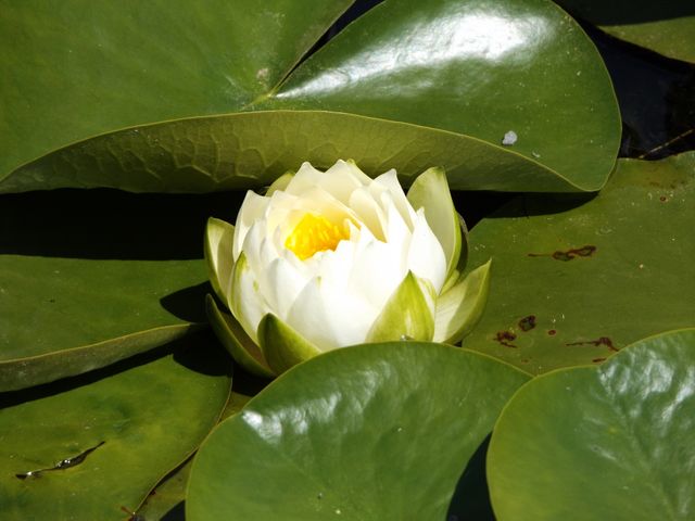 Water lily
