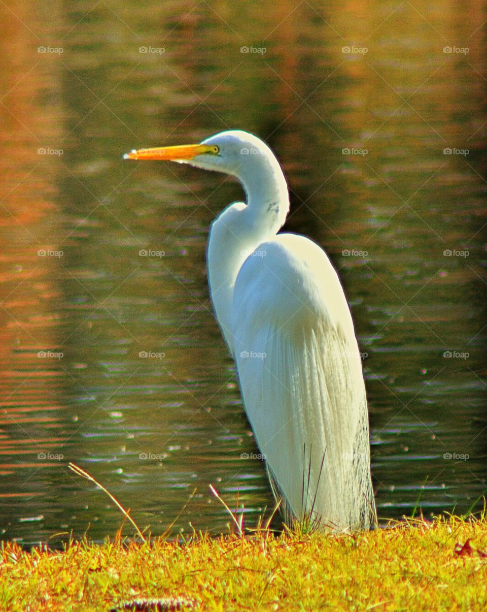 Egret 2
