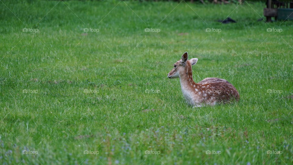 A deer in a park in Antwerp