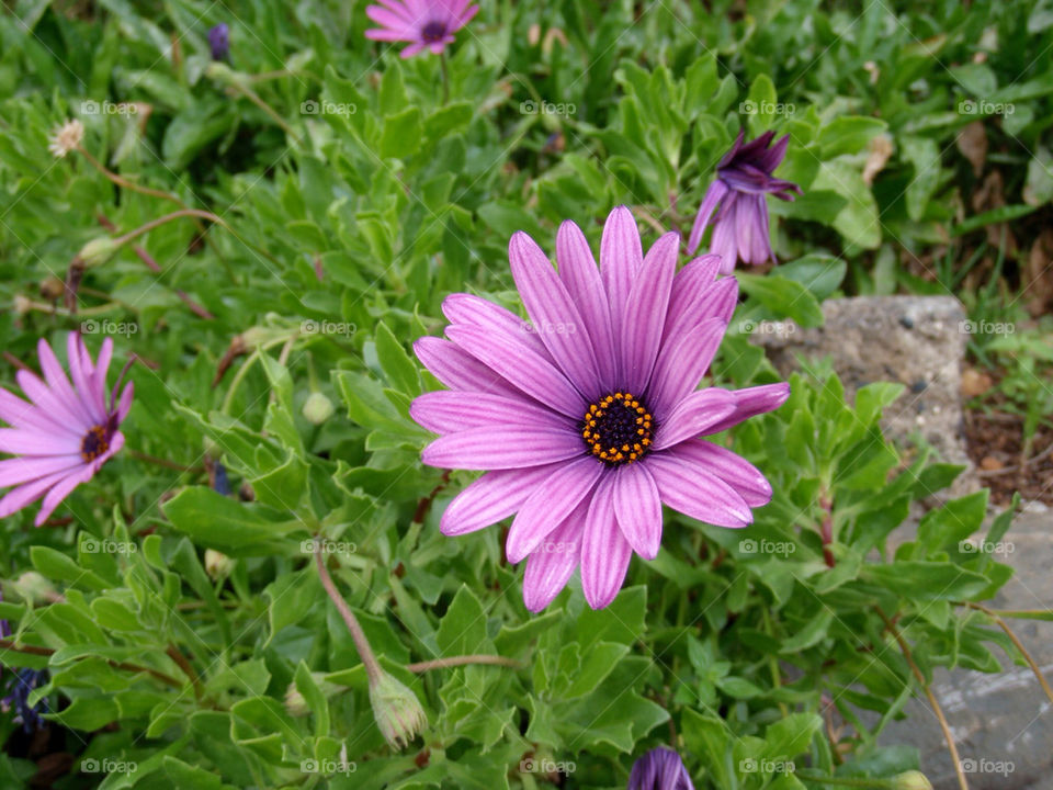 flower purple by seeker