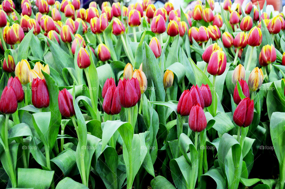 Garden of Adrem Tulip