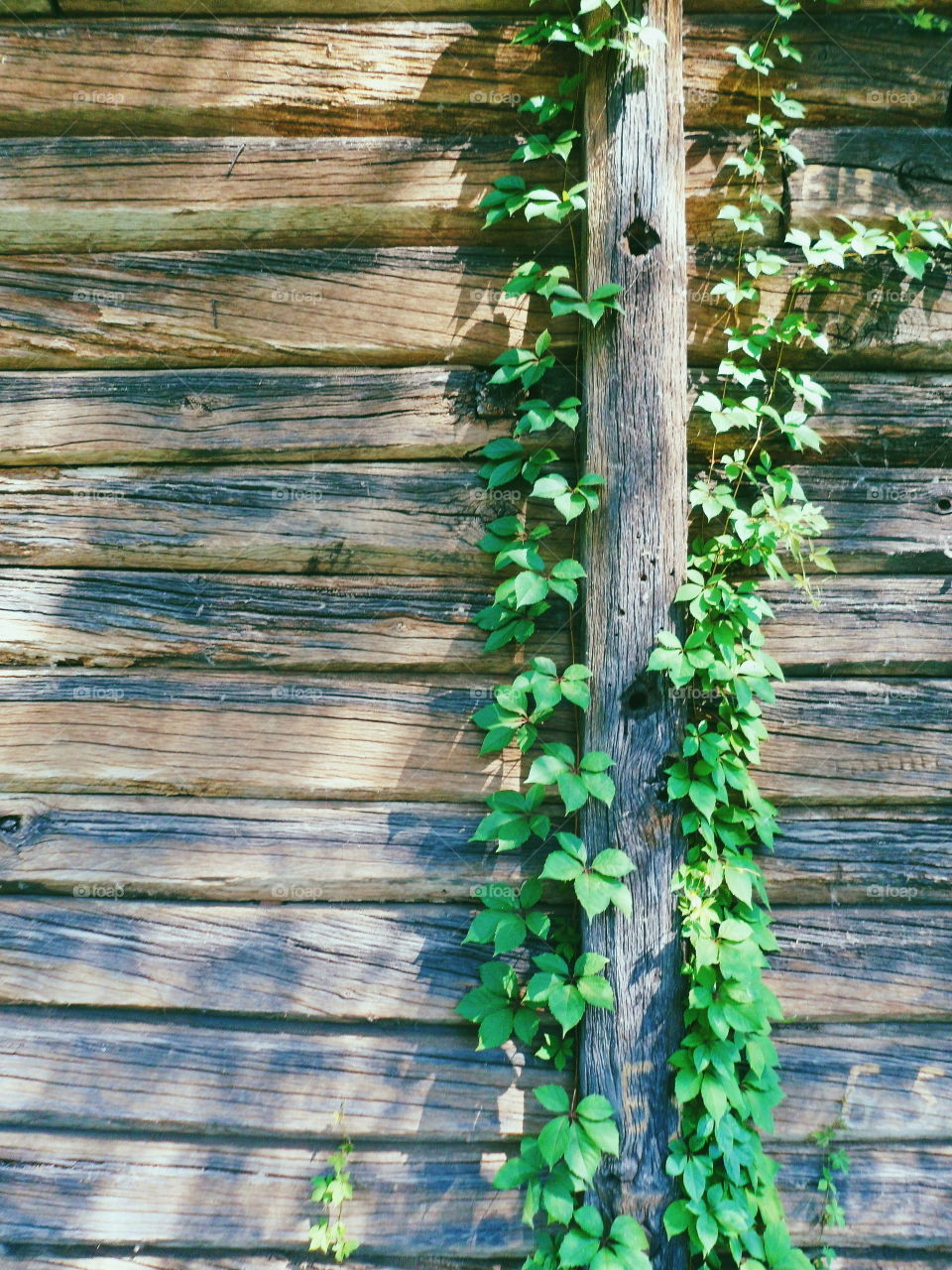 branch with green leaves on the background of a wooden wall