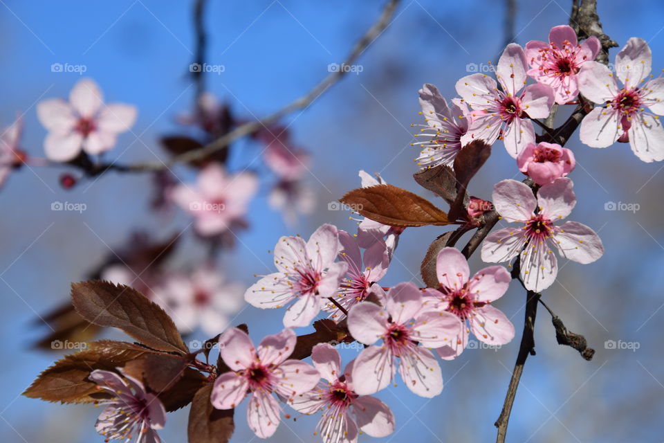 Spring time and flowering branch