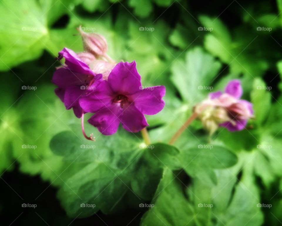 Pelargonia