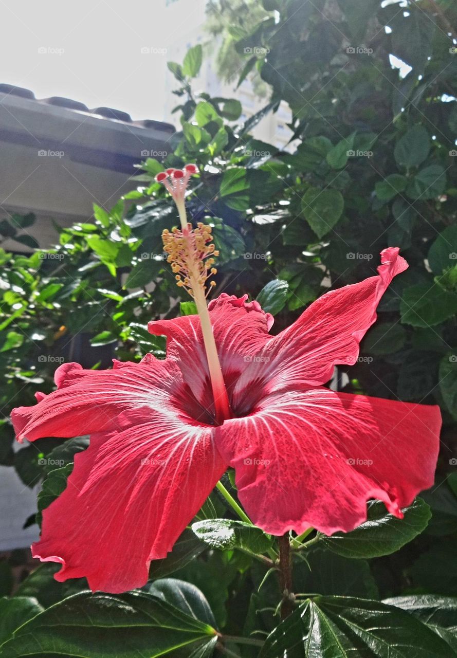 Hibiskus Blätter