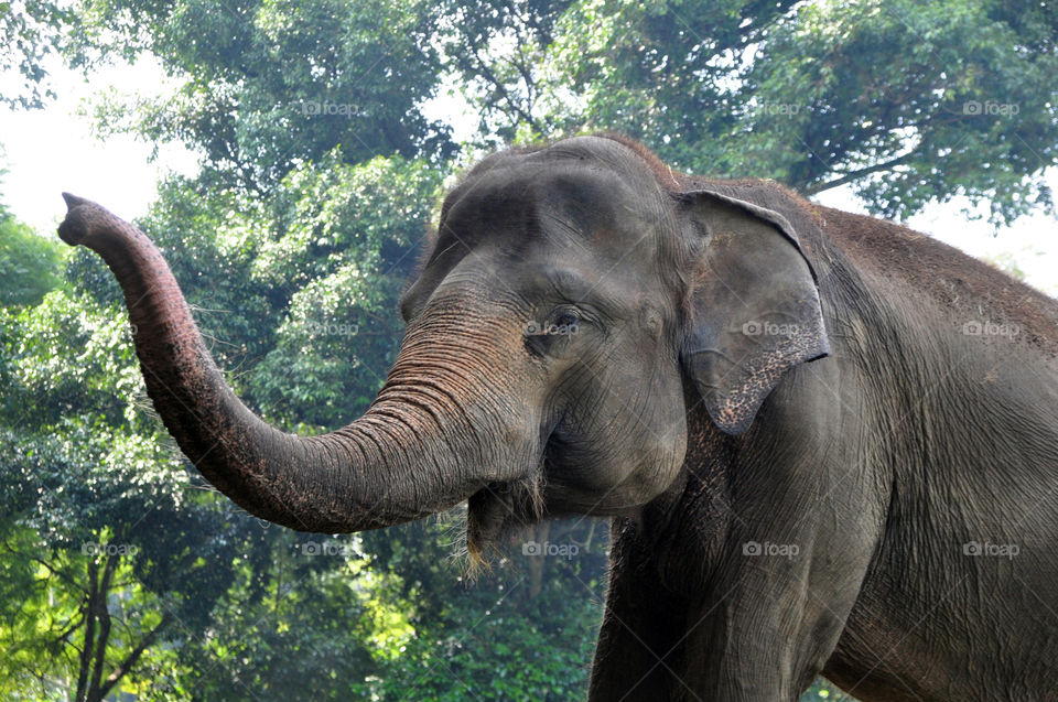 Sumatra Elephant