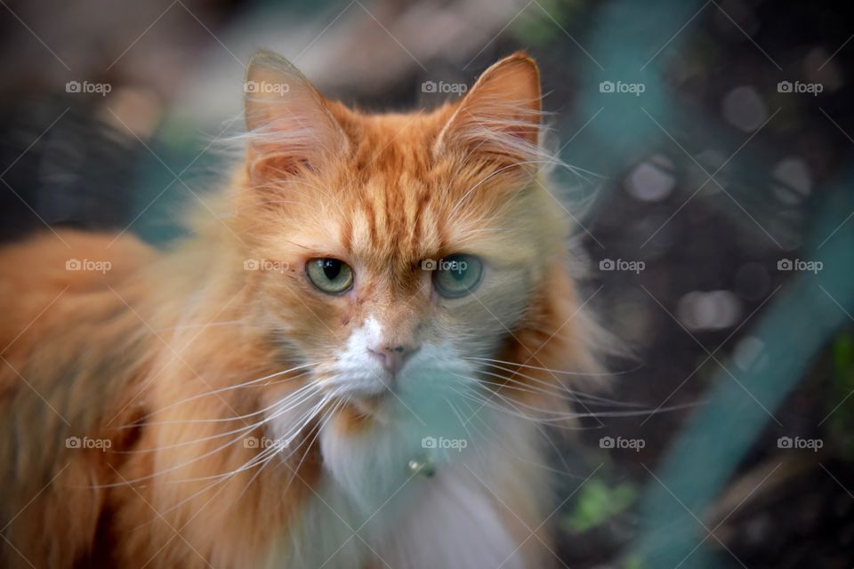 orange cat behind a fence