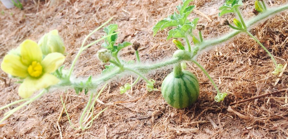 Baby watermelon on the vine