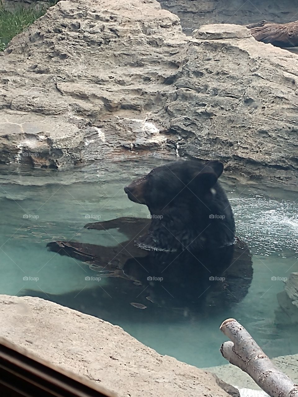black bear cooling off