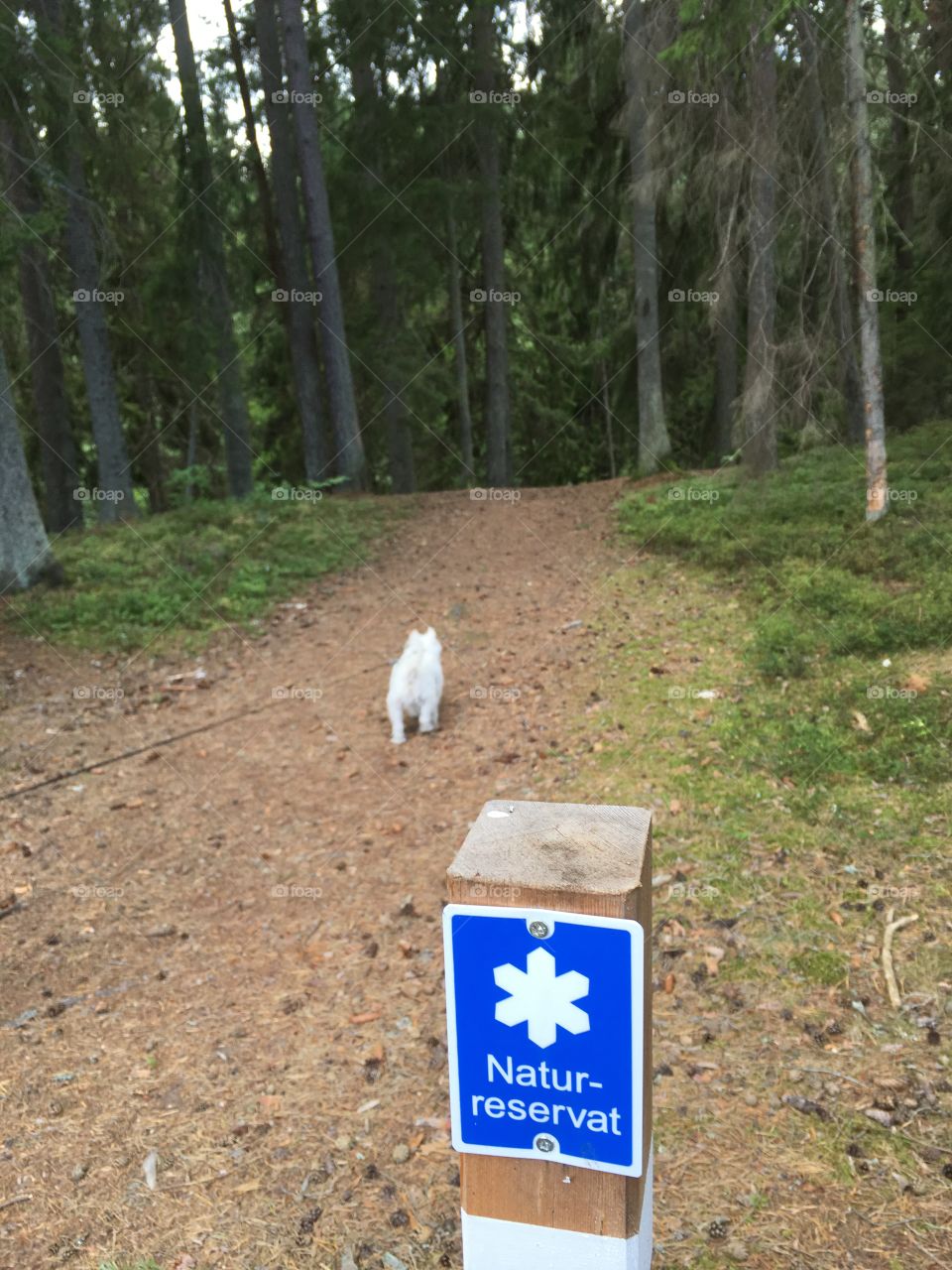 Getåravinen Nature Reserve, walking with the dog