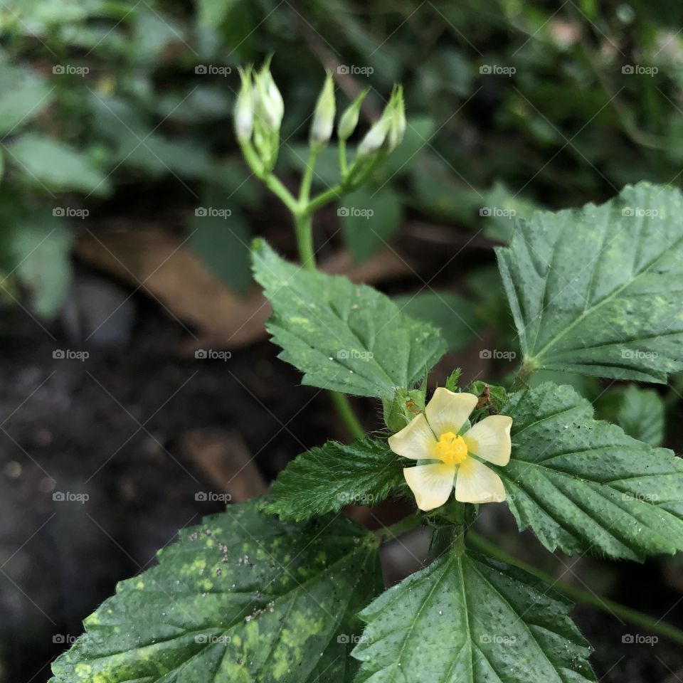 In the Garden