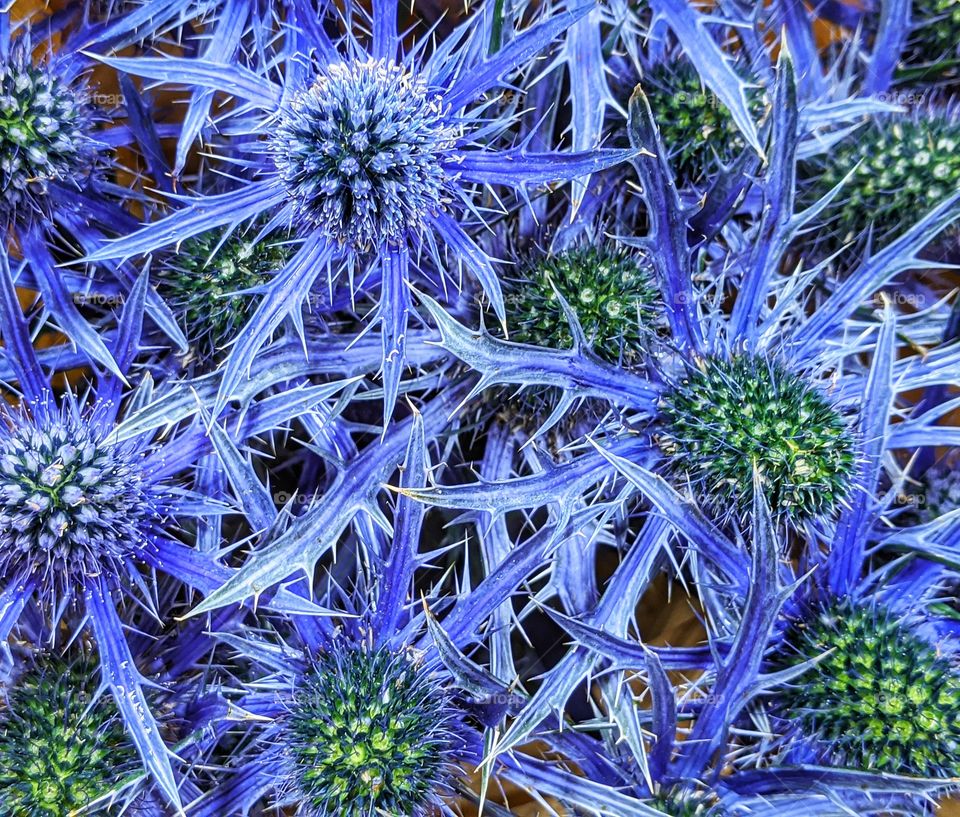 A collection of bold, beautiful and blue sea holly.