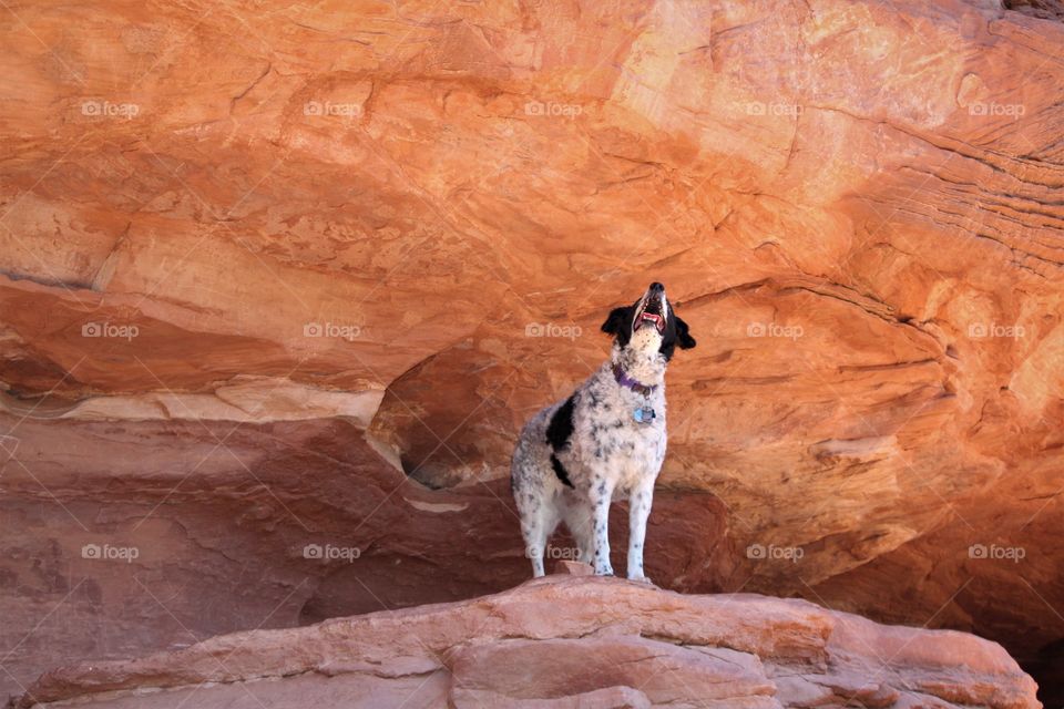 Dog at the end of Devil's Bridge Trail