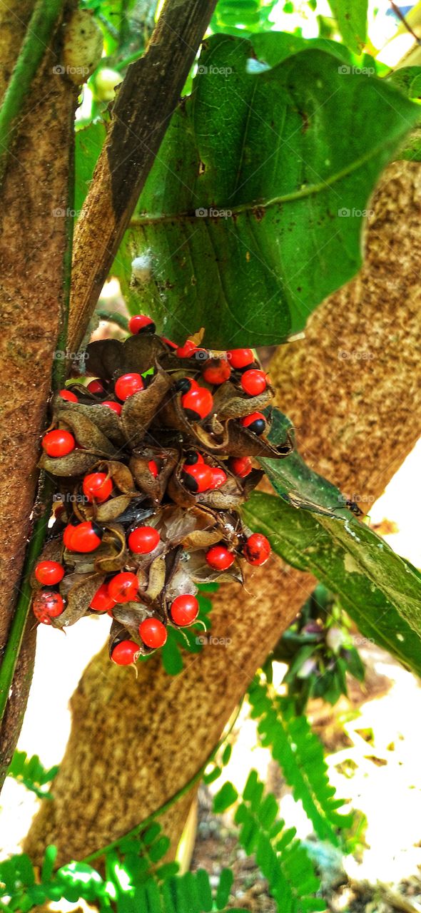 Abrus precatorius fruit is red and has a black color resembling an eye