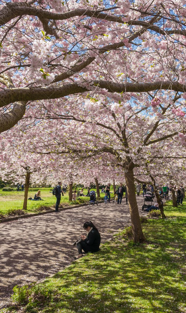 Pink park