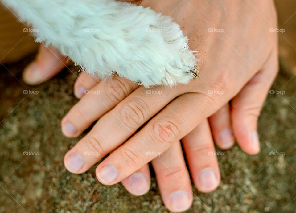 dog's paw with man and woman hands