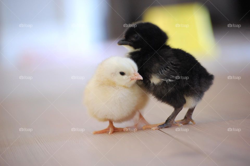 Newborn chicken