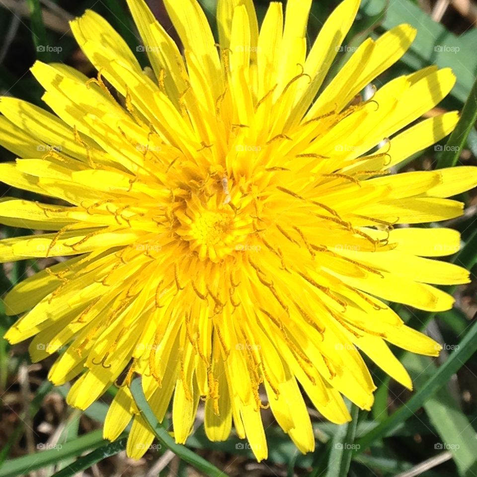Dandelion!. Dandelions yellow, yellow weed, spring growth, beautifully yellow fellow!