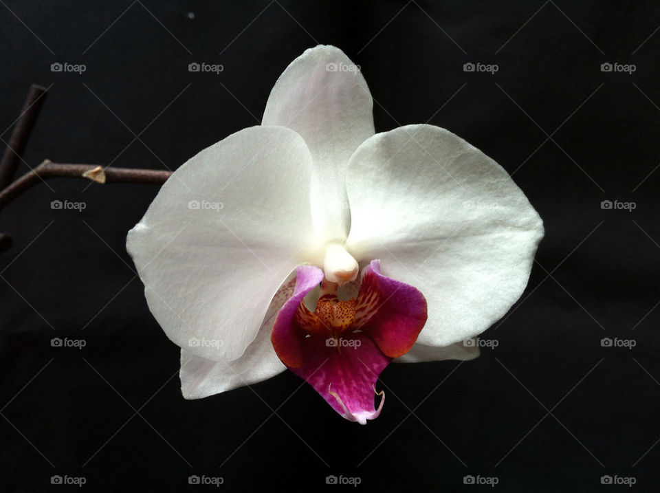 white orchid phalaenipsis by ingalena
