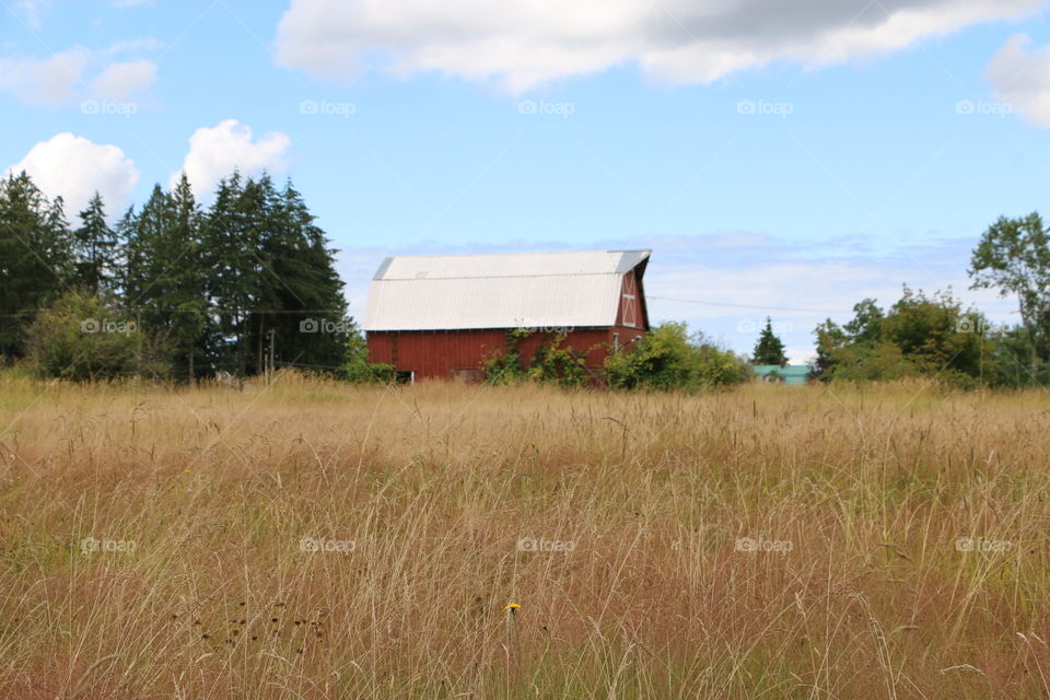 Grass, No Person, Farm, Agriculture, Rural