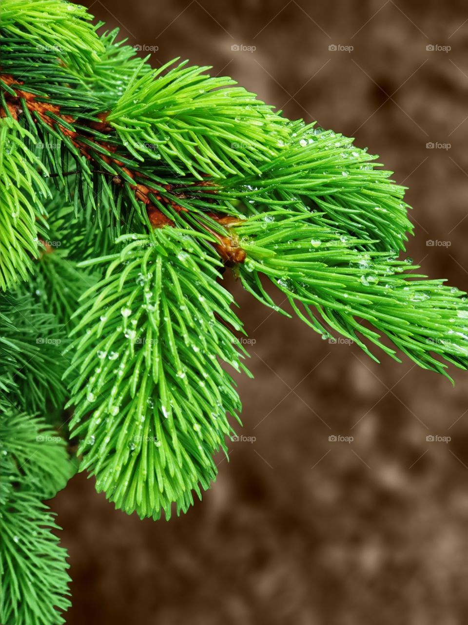 new growth Pine branches