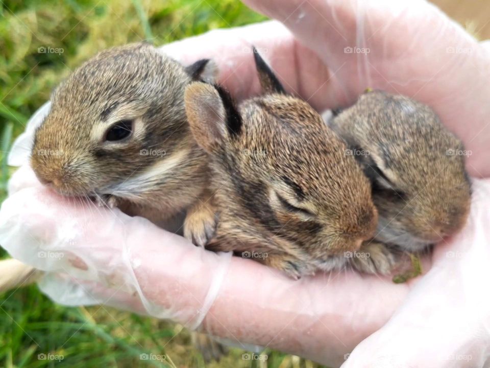 Year of the Rabbit