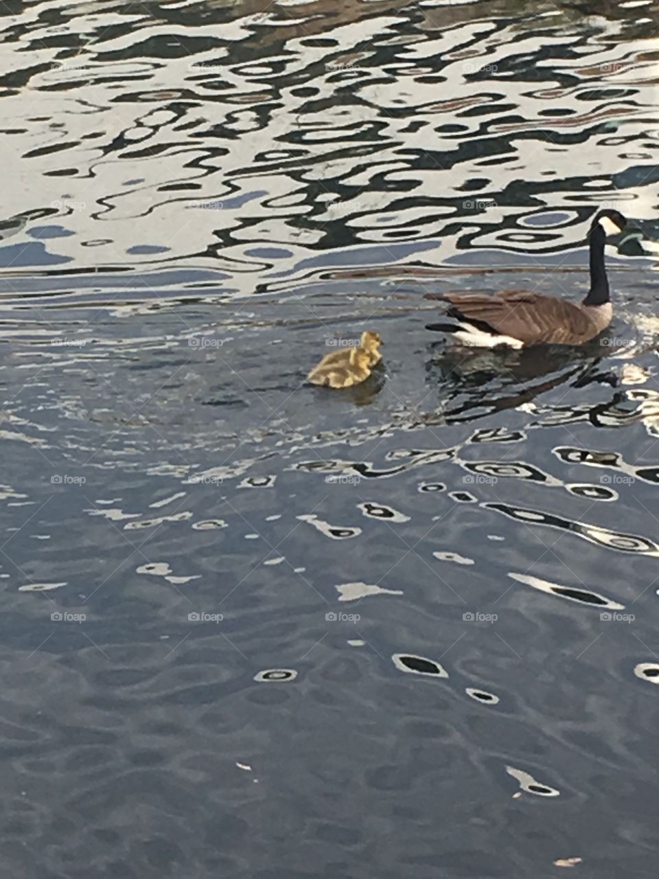 A goose and it's gosling on a pond. 