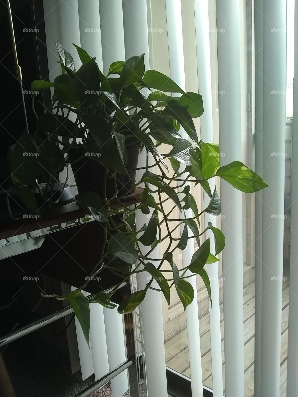 House plant Steve chillin