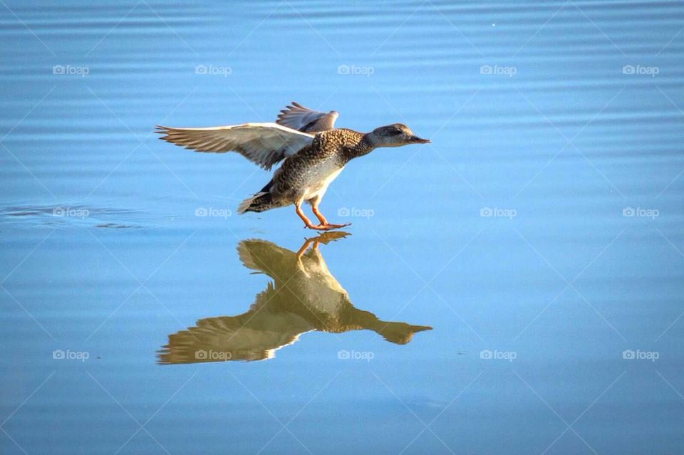 Walking on water