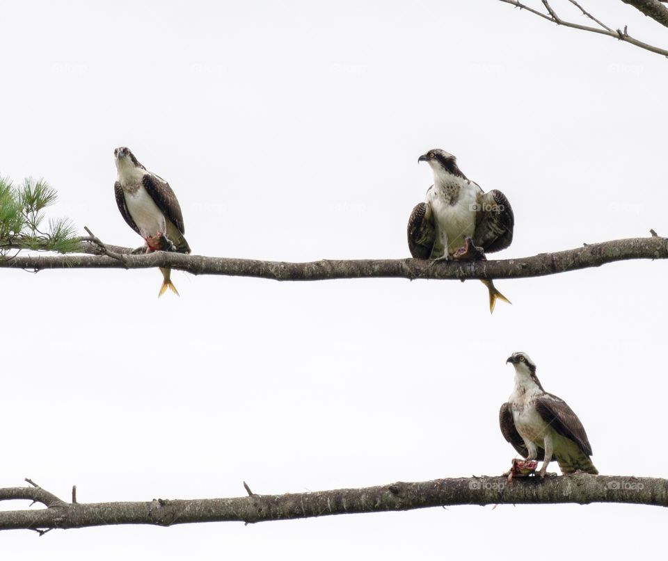 Osprey family with fish