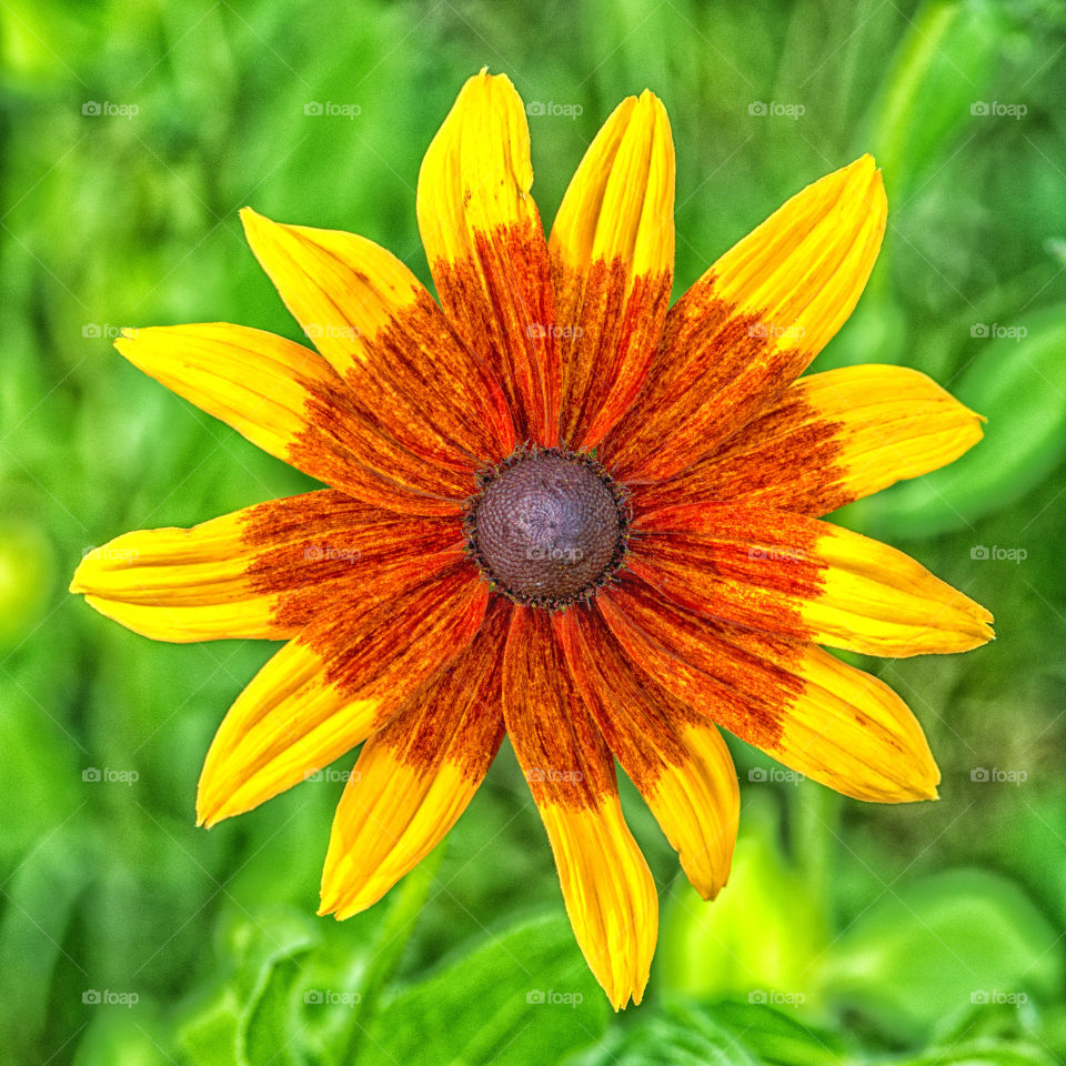 Elevated view of flower