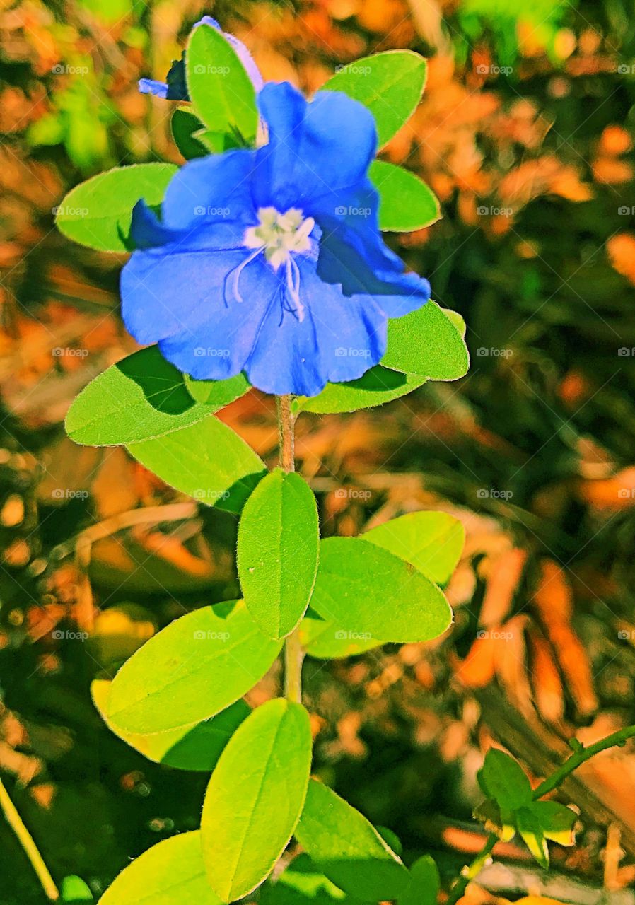 Blue flowers 