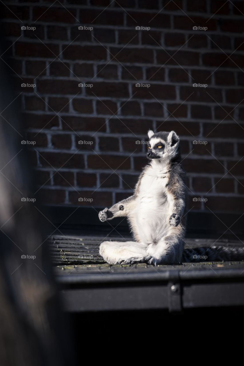 A funny portrait of a cute ring tailed lemur sitting on a roof like it is meditating like a zen master in the sun.