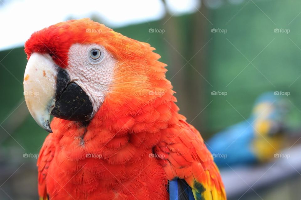 Parrot, Macaw, Wildlife, No Person, Zoo