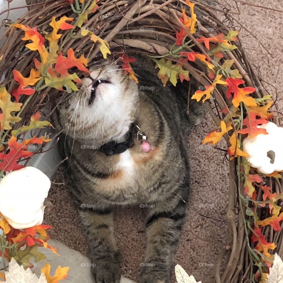 Allie the cat sitting inside my wreath helping me decorate 😂