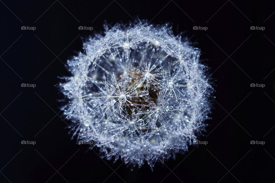 Small dandelion covered with dew. 