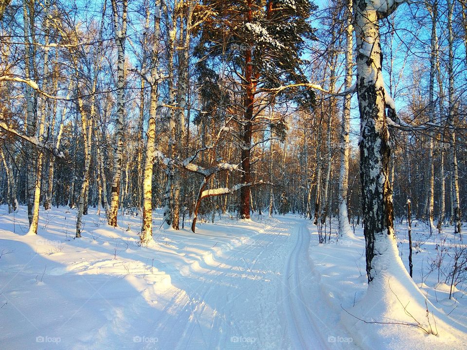 Frosty winter morning in woodland. Ski trail.