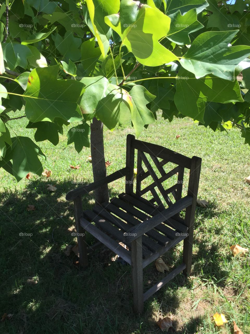 Empty chair in shadow of apple tree