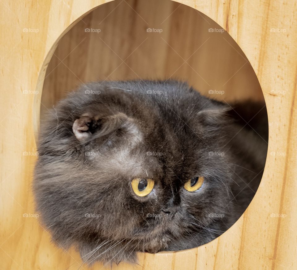 Cute cat at cat cafe shop , Bangkok Thailand