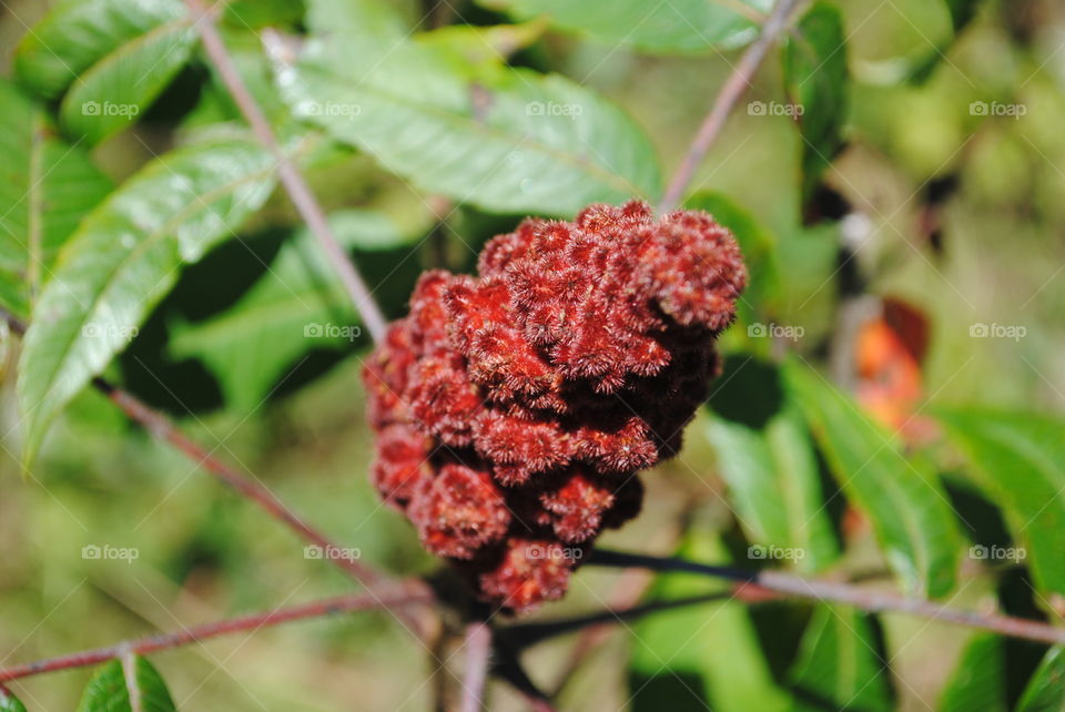 Sumac