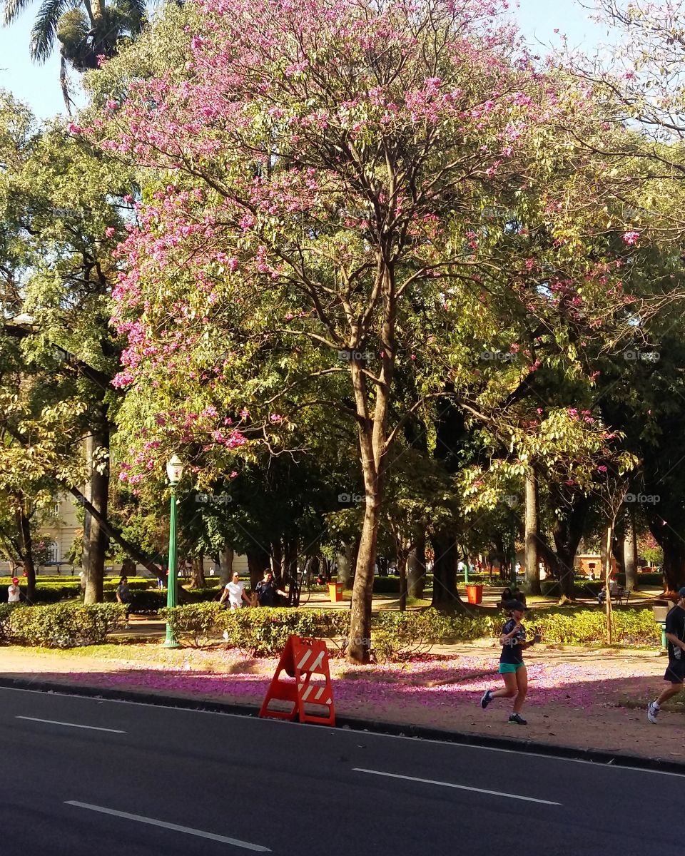 Corrida ao ar livre na praça da liberdade com o lindos ipês de cor rosa floridos.