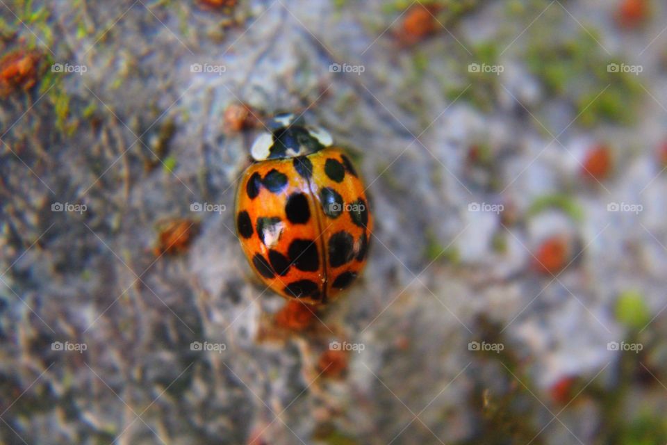 Ladybird beetle on trunk